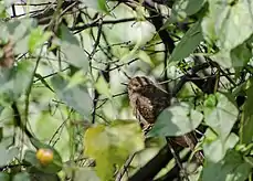 Immature in Rajarhat, Kolkata, West Bengal, India