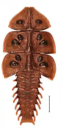 P. ruficollis