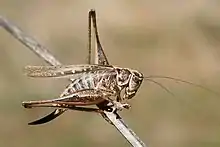 Tuberous bushcricket (Platycleis sp.)