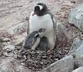 Gentoo penguin and chicks on Pléneau Island