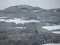 Scientist counts Gentoo penguins on Pléneau Island