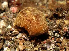 Pleurobranchus albiguttatus