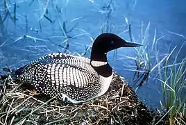 Common loon