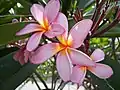 Plumeria rubra