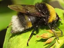 Pocota personata a Bumblebee mimic.