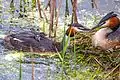 Podiceps cristatus family at nest, Sweden 2013