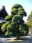 Cloud tree at Katori