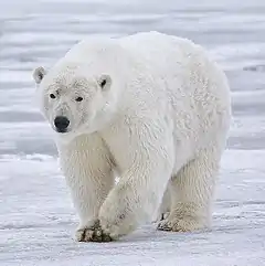 Polar bear