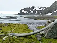 Polish Bluff from Argentina Cove