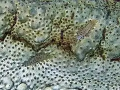 Polynoid worms on a king sea cucumber.