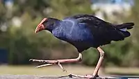 Small, dark bird with large feet