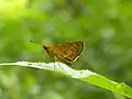 The Indian dart (Potanthus pseudomaesa) from Kerala, India