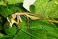 Adult female Tenodera sinensis eating a long-horned grasshopper