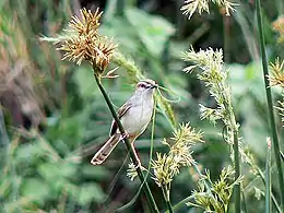 Collecting nest material in Kruger National Park