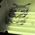 Printing Negative of T-shirt