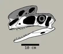 Reconstruction of Proceratosaurus bradleyi, with almost all of its dorsal half missing. Missing elements reconstructed after Guanlong wucaii