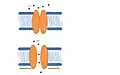 Prokaryotic model. Channel opens in response to membrane deformation (green arrows). Adapted from Lumpkin et al.