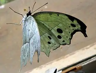 P. p. aethiops in Eswatini