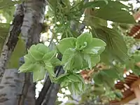 Prunus serrulata 'Gioiko' Koidz (Gyoiko) with rare green flowers developed in the Edo period of Japan.