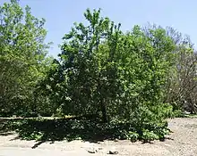 Tree at the LA County Arboretum