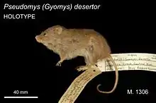 Taxidermied desert mouse with attached labels