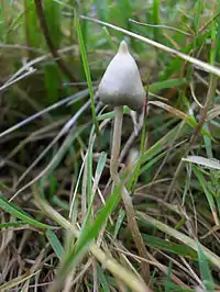 Psilocybe semilanceata