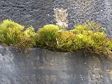 Clump of Psilotum nudum plants