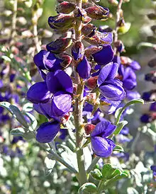 Indigo BushPsorothamnus fremontii