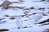 Rock ptarmigan (L. m. millaisi) pair (♂ left) in winter plumage near Glen Coe, Scotland