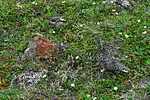 A ptarmigan and five chicks exhibit exceptional disruptive camouflage