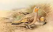 Spotted sandgrouse