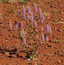 Ptilotus exaltatus Nees