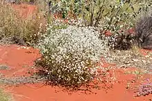 Ptilotus latifolius R.Br.