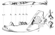 Ptolemaia lyonsi jaw