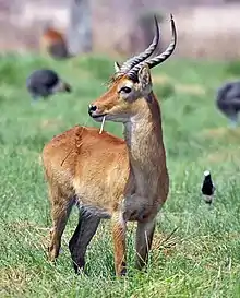 Brown bovid