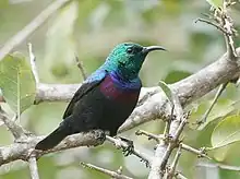 sunbird with blackish body, green head and mantle, and red and purple bands on breast