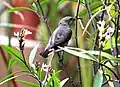 Purple Sunbird (female) at Chandigarh.