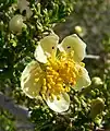 P. stansburiana, Red Rock Canyon, Nevada