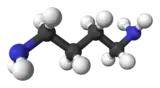 Ball and stick model of putrescine