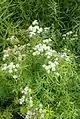 Pycnanthemum tenuifolium with ripening seed