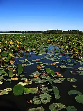 Lake with lily pads