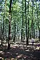 Hungarian oak-Turkey oak (Quercetum frainetto-cerris Rud) forest in the Balkans