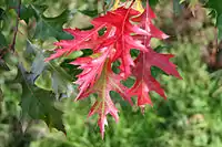 Scarlet oak