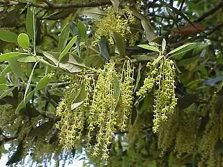 Leaves and catkins of Quercus ilex