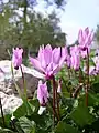 Cyclamen persicum