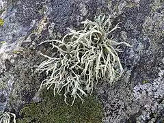 Ramalina farinacea