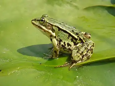 Frog