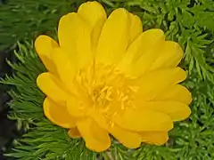 Close-up on a flower