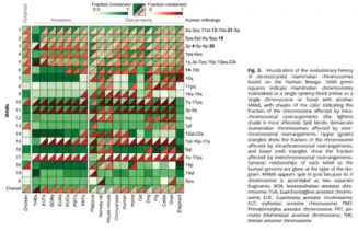 Solid  green squares  indicate  mammalian  chromosomes maintained as a single synteny block (either as a single  chromosome  or  fused  with  another MAM), with shades of the color indicating the fraction of the chromosome affected by intra-chromosomal  rearrangements  (the  lightest shade is most affected). Split blocks demarcate mammalian chromosomes affected by inter-chromosomal rearrangements. Upper (green)triangles show the fraction of the chromosome affected by intra chromosomal rearrangements, and lower (red) triangles show the fraction affected by inter chromosomal rearrangements. Syntenic relationships of each MAM to the human genome are given at the right of the diagram. MAMX appears split in goat because its X chromosome is assembled as two separate fragments. BOR, boreoeutherian ancestor chromosome; EUA, Euarchontoglires ancestor chromo-some; EUC, Euarchonta ancestor chromosome; EUT,  eutherian  ancestor  chromosome;  PMT; Primatomorpha ancestor chromosome; PRT, primates (Hominidae) ancestor chromosome; THE, therian ancestor chromosome.