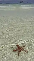 A red-knobbed starfish on the beach of Nungwi